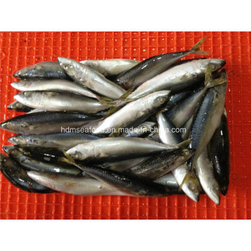 Fresh Frozen Mackerel Fish